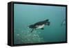 Galapagos Penguin (Spheniscus Mendiculus), Galapagos Islands, Ecuador-Pete Oxford-Framed Stretched Canvas