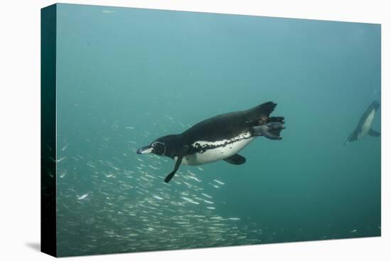 Galapagos Penguin (Spheniscus Mendiculus), Galapagos Islands, Ecuador-Pete Oxford-Stretched Canvas