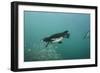 Galapagos Penguin (Spheniscus Mendiculus), Galapagos Islands, Ecuador-Pete Oxford-Framed Photographic Print