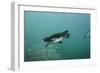 Galapagos Penguin (Spheniscus Mendiculus), Galapagos Islands, Ecuador-Pete Oxford-Framed Photographic Print