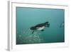 Galapagos Penguin (Spheniscus Mendiculus), Galapagos Islands, Ecuador-Pete Oxford-Framed Photographic Print