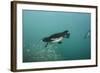 Galapagos Penguin (Spheniscus Mendiculus), Galapagos Islands, Ecuador-Pete Oxford-Framed Photographic Print