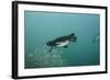 Galapagos Penguin (Spheniscus Mendiculus), Galapagos Islands, Ecuador-Pete Oxford-Framed Photographic Print