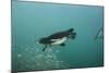 Galapagos Penguin (Spheniscus Mendiculus), Galapagos Islands, Ecuador-Pete Oxford-Mounted Photographic Print