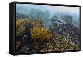 Galapagos Penguin (Spheniscus Mendiculus) Underwater at Isabela Island-Michael Nolan-Framed Stretched Canvas