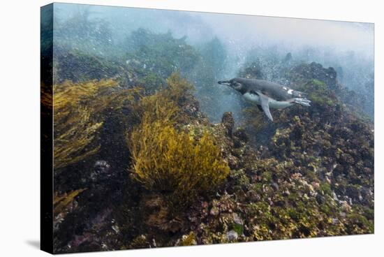 Galapagos Penguin (Spheniscus Mendiculus) Underwater at Isabela Island-Michael Nolan-Stretched Canvas