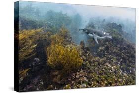 Galapagos Penguin (Spheniscus Mendiculus) Underwater at Isabela Island-Michael Nolan-Stretched Canvas