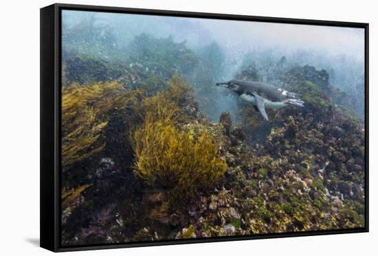 Galapagos Penguin (Spheniscus Mendiculus) Underwater at Isabela Island-Michael Nolan-Framed Stretched Canvas