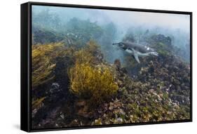 Galapagos Penguin (Spheniscus Mendiculus) Underwater at Isabela Island-Michael Nolan-Framed Stretched Canvas