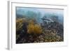 Galapagos Penguin (Spheniscus Mendiculus) Underwater at Isabela Island-Michael Nolan-Framed Photographic Print