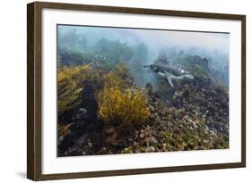 Galapagos Penguin (Spheniscus Mendiculus) Underwater at Isabela Island-Michael Nolan-Framed Photographic Print