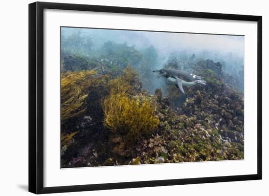 Galapagos Penguin (Spheniscus Mendiculus) Underwater at Isabela Island-Michael Nolan-Framed Photographic Print