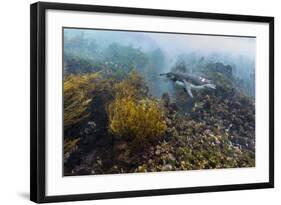 Galapagos Penguin (Spheniscus Mendiculus) Underwater at Isabela Island-Michael Nolan-Framed Photographic Print