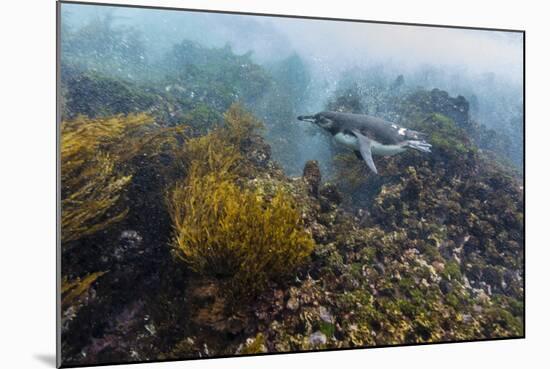 Galapagos Penguin (Spheniscus Mendiculus) Underwater at Isabela Island-Michael Nolan-Mounted Photographic Print