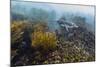 Galapagos Penguin (Spheniscus Mendiculus) Underwater at Isabela Island-Michael Nolan-Mounted Photographic Print