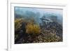 Galapagos Penguin (Spheniscus Mendiculus) Underwater at Isabela Island-Michael Nolan-Framed Photographic Print