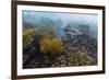 Galapagos Penguin (Spheniscus Mendiculus) Underwater at Isabela Island-Michael Nolan-Framed Photographic Print