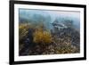 Galapagos Penguin (Spheniscus Mendiculus) Underwater at Isabela Island-Michael Nolan-Framed Photographic Print