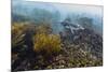 Galapagos Penguin (Spheniscus Mendiculus) Underwater at Isabela Island-Michael Nolan-Mounted Photographic Print