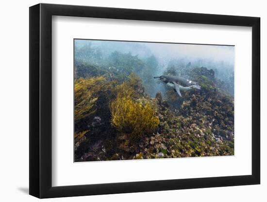 Galapagos Penguin (Spheniscus Mendiculus) Underwater at Isabela Island-Michael Nolan-Framed Photographic Print