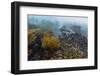 Galapagos Penguin (Spheniscus Mendiculus) Underwater at Isabela Island-Michael Nolan-Framed Photographic Print