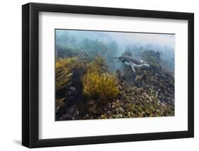 Galapagos Penguin (Spheniscus Mendiculus) Underwater at Isabela Island-Michael Nolan-Framed Photographic Print