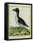 Galápagos Penguin-Georges-Louis Buffon-Framed Stretched Canvas