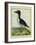 Galápagos Penguin-Georges-Louis Buffon-Framed Giclee Print