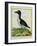 Galápagos Penguin-Georges-Louis Buffon-Framed Giclee Print