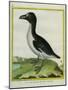 Galápagos Penguin-Georges-Louis Buffon-Mounted Giclee Print