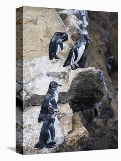 Galapagos Penguins (Spheniscus Mendiculus), Isla Isabela, Galapagos Islands, Ecuador-Christian Kober-Stretched Canvas