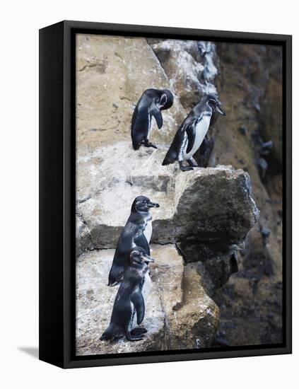 Galapagos Penguins (Spheniscus Mendiculus), Isla Isabela, Galapagos Islands, Ecuador-Christian Kober-Framed Stretched Canvas