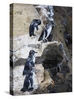 Galapagos Penguins (Spheniscus Mendiculus), Isla Isabela, Galapagos Islands, Ecuador-Christian Kober-Stretched Canvas