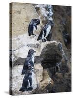 Galapagos Penguins (Spheniscus Mendiculus), Isla Isabela, Galapagos Islands, Ecuador-Christian Kober-Stretched Canvas