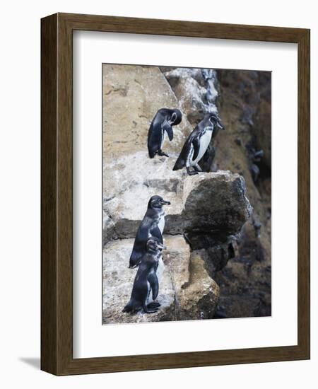 Galapagos Penguins (Spheniscus Mendiculus), Isla Isabela, Galapagos Islands, Ecuador-Christian Kober-Framed Photographic Print