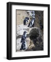 Galapagos Penguins (Spheniscus Mendiculus), Isla Isabela, Galapagos Islands, Ecuador-Christian Kober-Framed Photographic Print