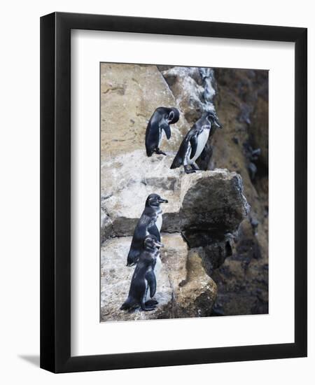 Galapagos Penguins (Spheniscus Mendiculus), Isla Isabela, Galapagos Islands, Ecuador-Christian Kober-Framed Photographic Print