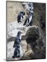 Galapagos Penguins (Spheniscus Mendiculus), Isla Isabela, Galapagos Islands, Ecuador-Christian Kober-Mounted Photographic Print