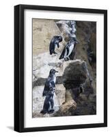 Galapagos Penguins (Spheniscus Mendiculus), Isla Isabela, Galapagos Islands, Ecuador-Christian Kober-Framed Photographic Print