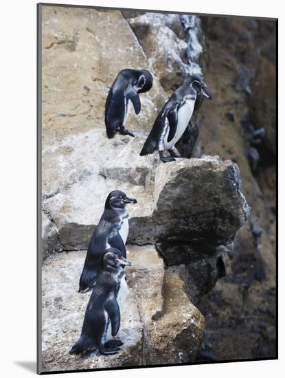 Galapagos Penguins (Spheniscus Mendiculus), Isla Isabela, Galapagos Islands, Ecuador-Christian Kober-Mounted Photographic Print