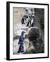 Galapagos Penguins (Spheniscus Mendiculus), Isla Isabela, Galapagos Islands, Ecuador-Christian Kober-Framed Photographic Print