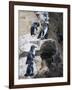 Galapagos Penguins (Spheniscus Mendiculus), Isla Isabela, Galapagos Islands, Ecuador-Christian Kober-Framed Photographic Print