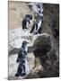 Galapagos Penguins (Spheniscus Mendiculus), Isla Isabela, Galapagos Islands, Ecuador-Christian Kober-Mounted Photographic Print