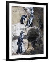 Galapagos Penguins (Spheniscus Mendiculus), Isla Isabela, Galapagos Islands, Ecuador-Christian Kober-Framed Photographic Print