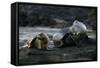 Galapagos Sea Lion and Pup on Rocks-DLILLC-Framed Stretched Canvas