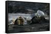 Galapagos Sea Lion and Pup on Rocks-DLILLC-Framed Stretched Canvas