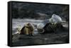 Galapagos Sea Lion and Pup on Rocks-DLILLC-Framed Stretched Canvas