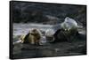 Galapagos Sea Lion and Pup on Rocks-DLILLC-Framed Stretched Canvas