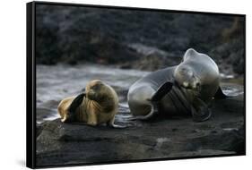 Galapagos Sea Lion and Pup on Rocks-DLILLC-Framed Stretched Canvas