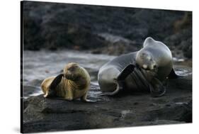 Galapagos Sea Lion and Pup on Rocks-DLILLC-Stretched Canvas